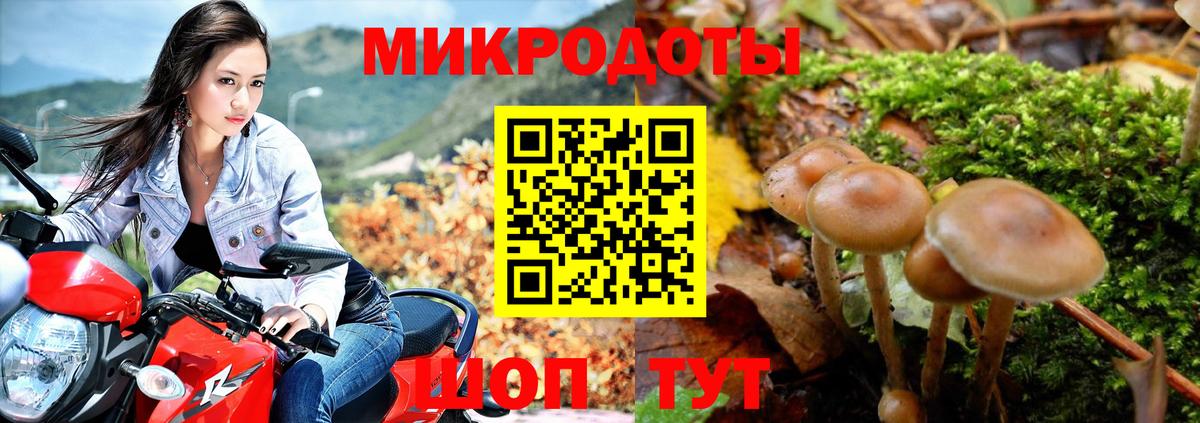сколько стоит  Вход с VPN  Заводоуковск  Псилоцибиновые грибы Psilocybe 
